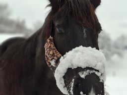 Pferd im Winter