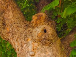 Alter Baum