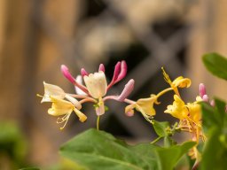 Garten-Geissblatt - Ionicera Caprifolium