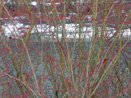 Rote Staude